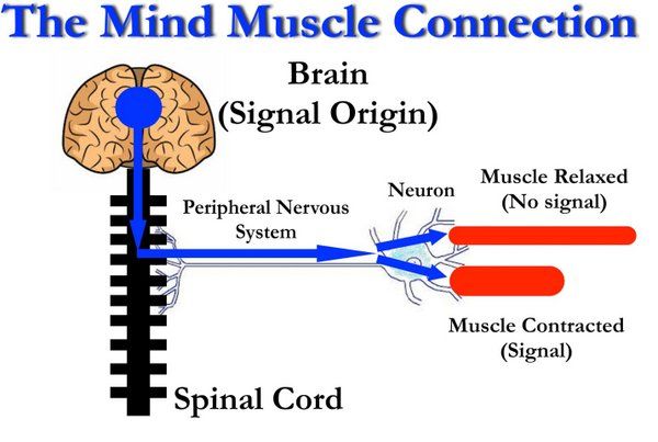 Mind Muscle Connection Chart
