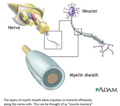 Nerve, Neuron, and Myelin Sheath diagram